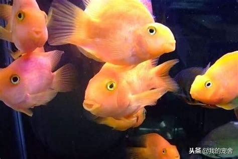 血鸚鵡混養金魚|混養觀賞魚教戰守則 養魚教學